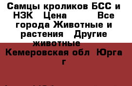 Самцы кроликов БСС и НЗК › Цена ­ 400 - Все города Животные и растения » Другие животные   . Кемеровская обл.,Юрга г.